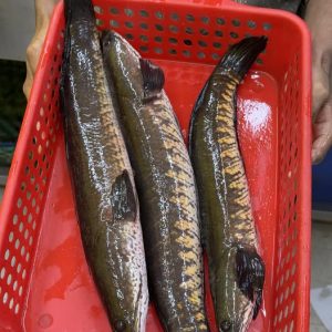 488258619_1088894983285000_8578493481883729287_n