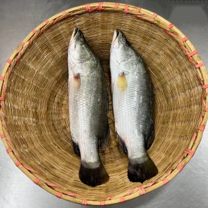 RIverFish_19f064cc-503b-42ef-916e-b84d00d41d38