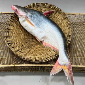 RIverFish_c69e2778-069e-4101-b074-f157d38c90a0