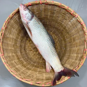 RIverFish_ddd338ba-d1f5-406e-8533-d479d9335808