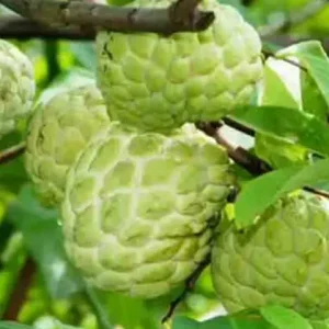 ata-fal-3-20211025170213