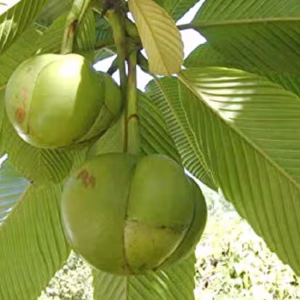 elephant-apple-1