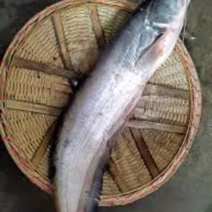 images-1ITG-1749966987907