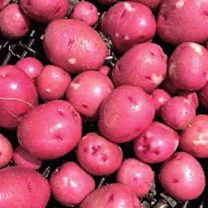 new-red-potatoes-1